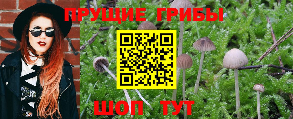 Галлюциногенные грибы GOLDEN TEACHER  Галлюциногенные грибы Cubensis  Вход с VPN  Урюпинск 